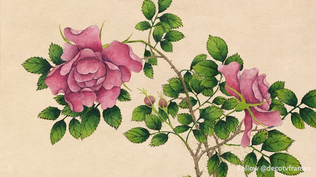 Peinture de rose (XVIIIe siècle) en haute résolution 