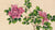 Rose (18th Century) painting in high resolution