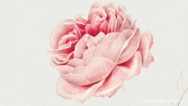 Rose rouge 