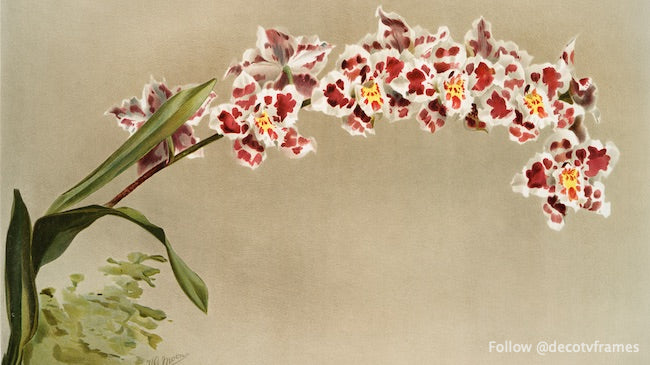 Odontoglossum crispum mundyanum from Reichenbachia Orchids (1888-1894