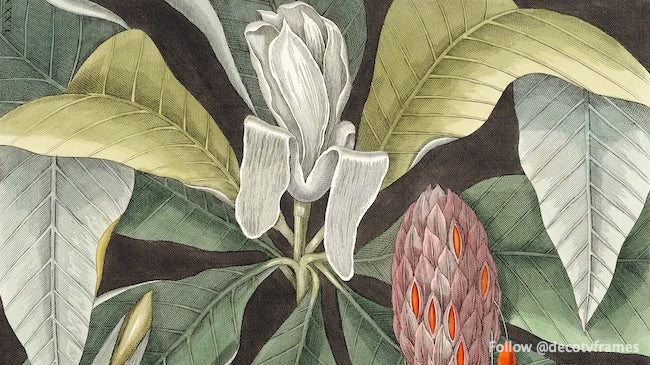 Árbol paraguas (Magnolia) de La historia natural de Carolina, Florida y las Islas Bahamas 