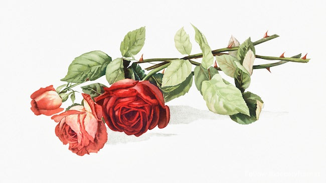 Roses