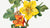 Mexican Fremontia (Fremontodendron mexicanum) (1926)