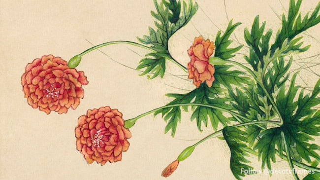 Pivoine (18e siècle) 