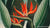 The Queenâ€“Plant from The Temple of Flora (1807)