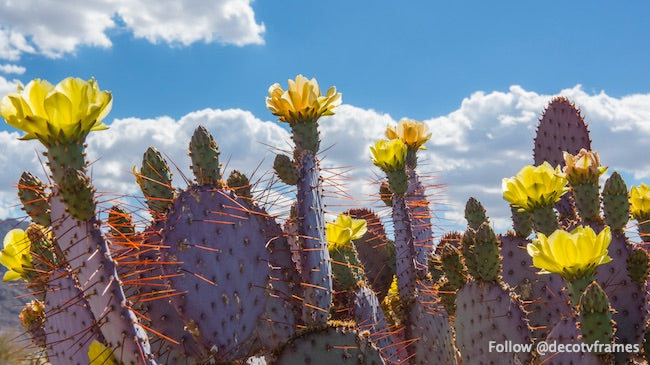Dollarjoint Prickly Pear; Opuntia chlorotica