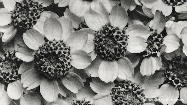 Achillea Clypeolata (Yarrow) enlarged 15 times from Urformen der Kunst (1928)