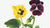 Pansies (1875)
