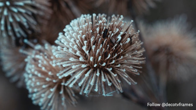 Dried globe thistle