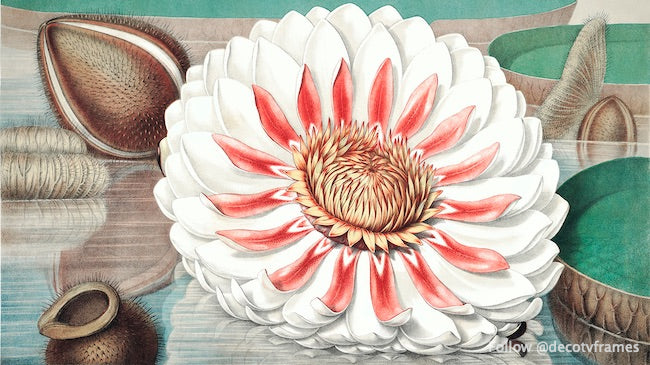 Vintage gigantic water lily