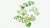 Puccon (Lithospermum ruderale) (1923) 