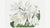 The Botanical Magazine or Flower Garden Displayed: White Capeâ€“Coast Lily (1806)