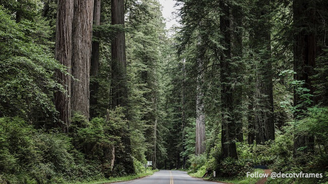 Redwood National and State Park sur l&#39;US 101 en Californie du Nord 