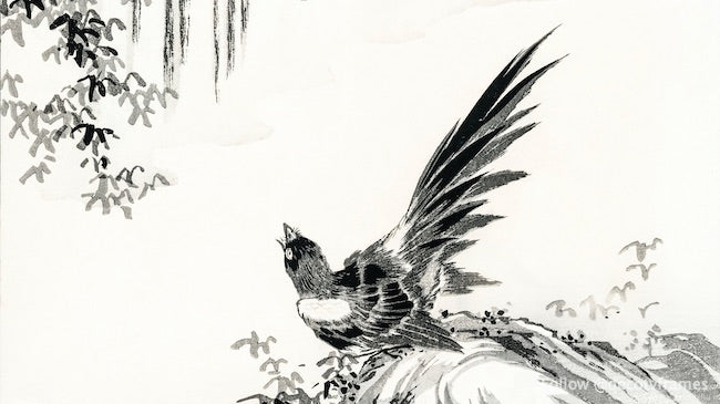 Japanese Magpie and Waterfall illustration from Pictorial Monograph of Birds (1885)