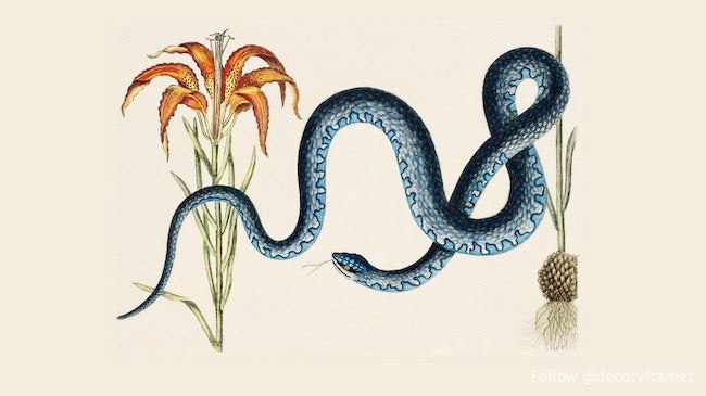 Serpent wampum (Anguis) tiré de L&#39;histoire naturelle de la Caroline, de la Floride et des îles Bahama (1754) 