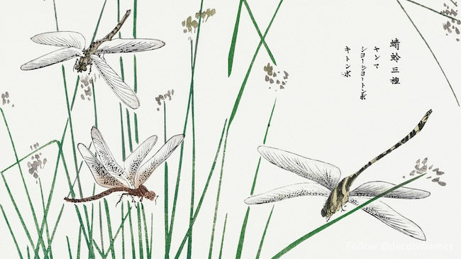 Ilustración de libélulas de Churui Gafu (1910) 