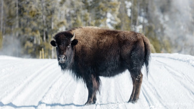 Bison d&#39;Amérique, ou buffles, dans le parc national de Yellowstone, dans le nord-ouest du Wyoming 