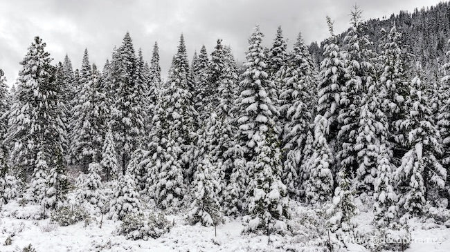 Una escena viviente de globo de nieve y un paraíso invernal 